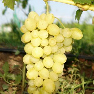 Виноград Пульсар стоимость саженцев цена питомника виноград Крым