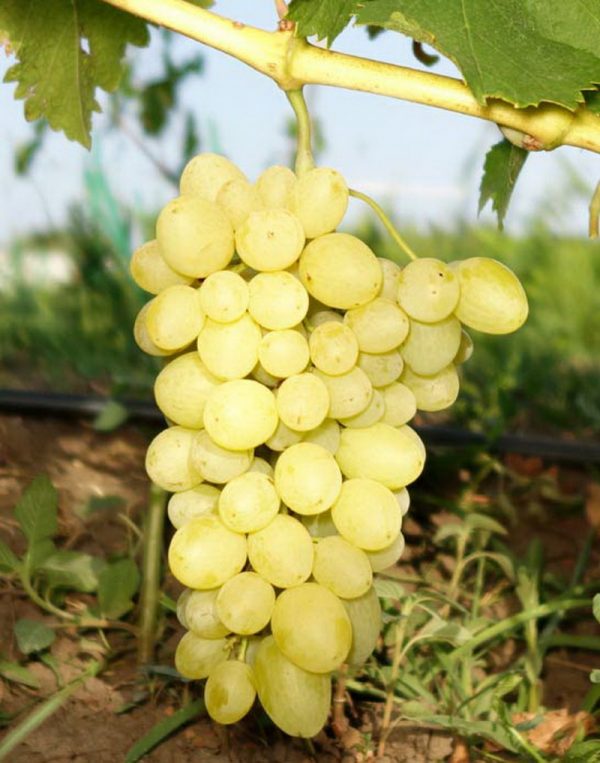 Виноград Пульсар стоимость саженцев цена питомника виноград Крым