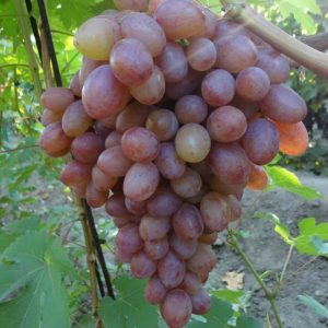Виноград Румба цена саженцев в Крыму питомник