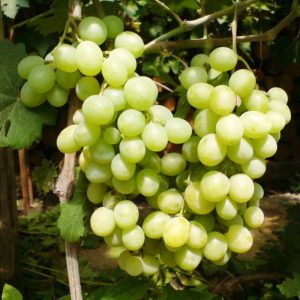 Виноград Русбол стоимость саженцев в Крыму цена питомника саженцев винограда