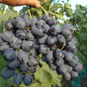 Виноград Руслан стоимость саженцев винограда в Крыму