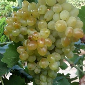 Виноград Шаани белый саженцы цена питомника в Крыму