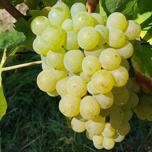 Купить саженцы винограда цена питомника в Крыму