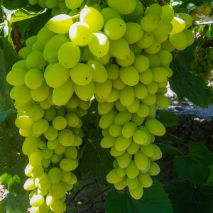 Виноград Столетие саженцы купить цена в Крыму