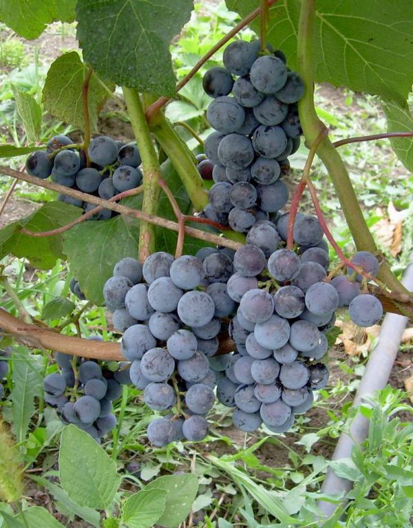Виноград Таёжный покупка саженцев в Крыму цена саженцев винограда