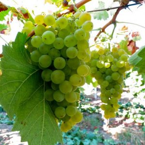 Виноград Торронтес купить саженцы в Крыму стоимость саженцев винограда Крым