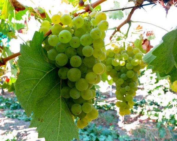 Виноград Торронтес купить саженцы в Крыму стоимость саженцев винограда Крым