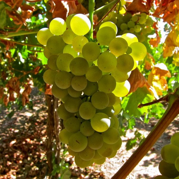 Виноград Верментино продажа саженцев винограда винный сорт цена Крым