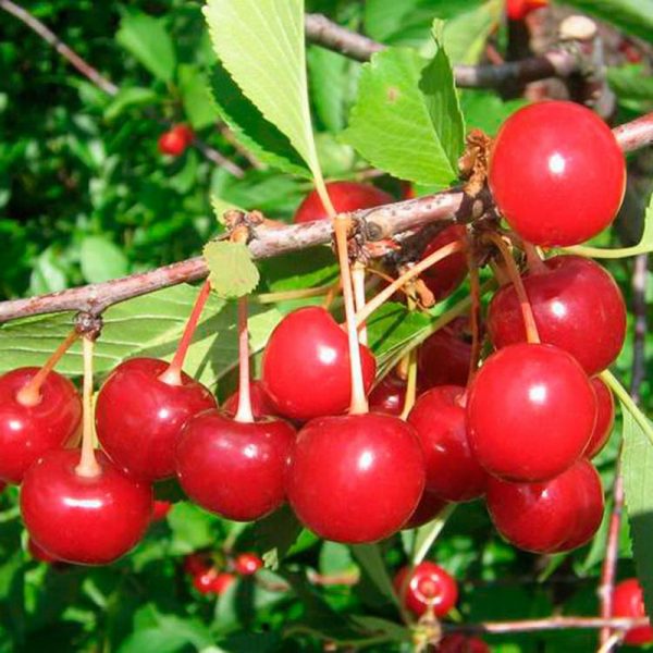 Вишня Анадольская купить саженцы вишни в Крыму цены