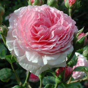 Роза английская Джеймс Голуэй продажа саженцев розы Крым
