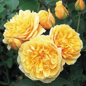Роза английская Грехем Томас купить саженцы розы в Крыму доставка почтой