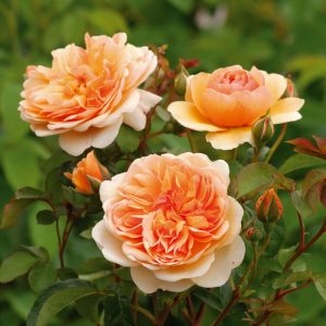 Роза английская Пегас купить саженцы розы в Крыму цены