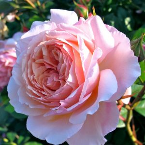 Роза английская Шропшир лад саженцы цена в Крыму