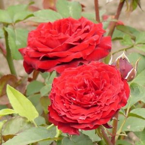 Роза бордюрная Кордула саженцы розы цена в продаже оптом Крым