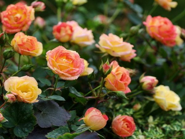 Роза бордюрная Сансет продажа саженцев розы Крым цена Краснодар