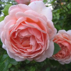Роза чайно-гибридная Афродита продажа саженцев розы Краснодар Крым доставка почтой