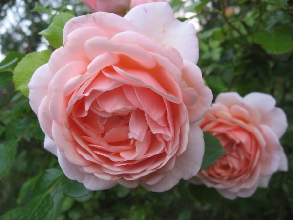 Роза чайно-гибридная Афродита продажа саженцев розы Краснодар Крым доставка почтой