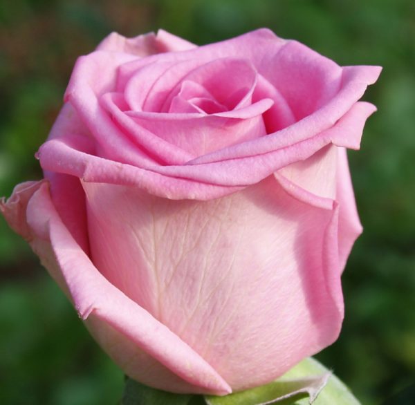 Роза чайно-гибридная Аква продажа саженцев в Крыму цена розы Краснодар