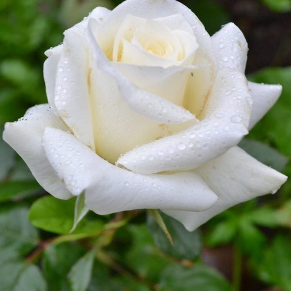 Роза чайно-гибридная Анастасия продажа саженцев розы по цене розница и опт с доставкой