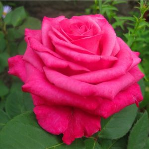 Роза чайно-гибридная Атташе купить саженцы в Крыму цена роз Краснодар