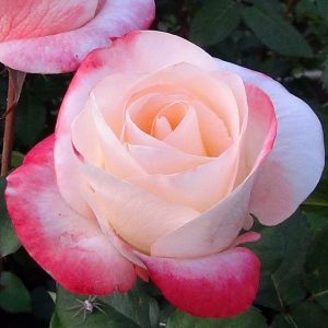 Роза чайно-гибридная Белла Перла купить саженцы с доставкой почтой цена