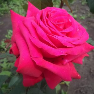 Роза чайно-гибридная Биг парпл саженцы с доставкой почтой цена