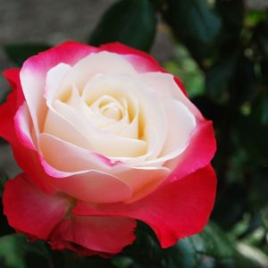 Роза чайно-гибридная Блаш цена саженцев с доставкой почтой