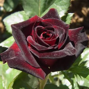 Роза чайно-гибридная Блэк баккара купить саженцы с доставкой цены роз