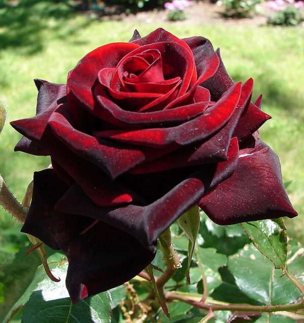 Роза чайно-гибридная Блек меджик доставка и продаж саженцев розы цены