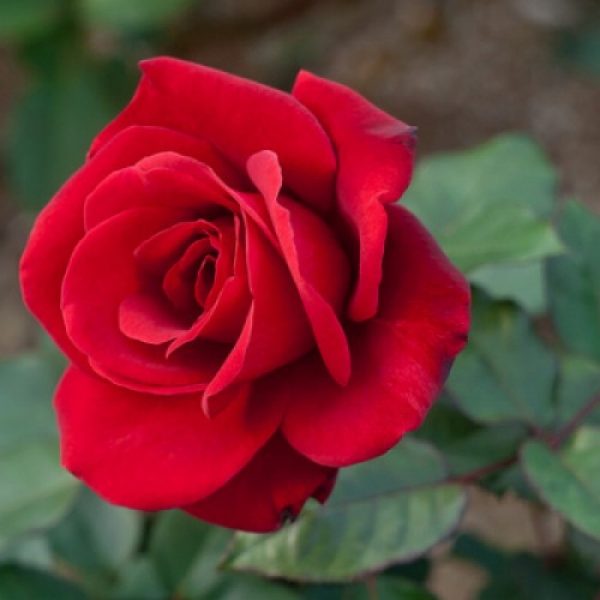 Роза чайно-гибридная Булс айс купить цена саженцев розы