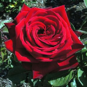 Роза чайно-гибридная Бургунд стоимость саженцев цена розы