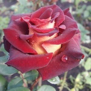 Роза чайно-гибридная Эдди митчел продажа саженцев Крым розы
