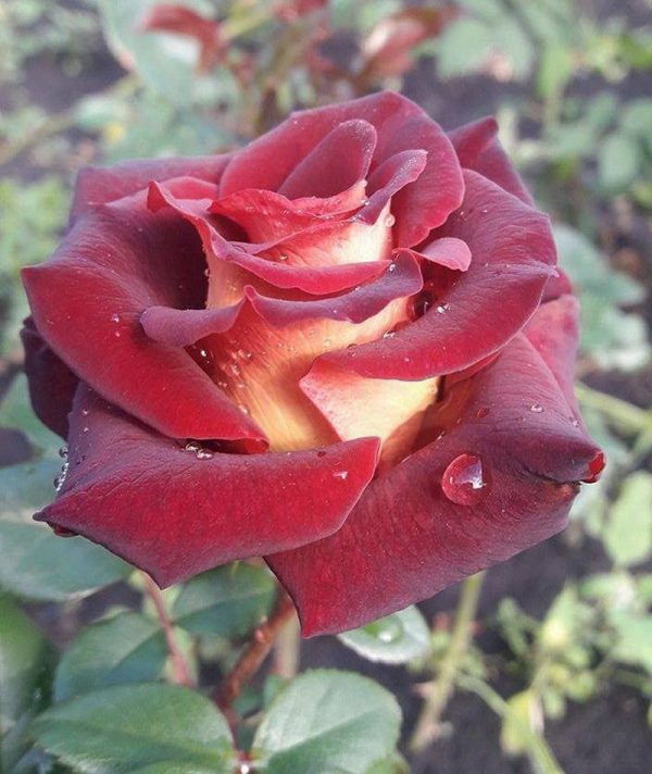 Роза чайно-гибридная Эдди митчел продажа саженцев Крым розы
