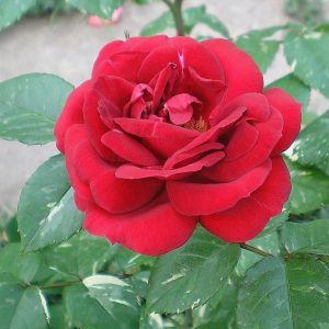 Роза чайно-гибридная Эли Семун продажа роз саженцы в Крыму и Краснодаре