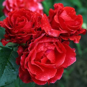 Роза чайно-гибридная Эльторо купить розы в Крыму саженцы с доставкой