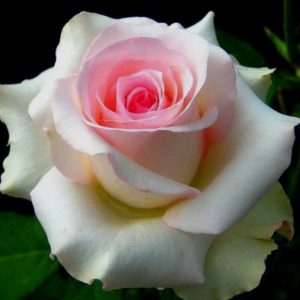 Роза чайно-гибридная Эмма де Мейян купить саженцы розы с доставкой