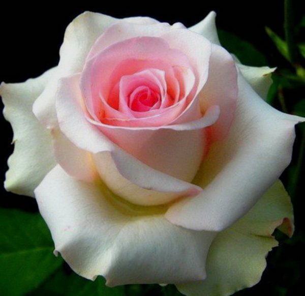 Роза чайно-гибридная Эмма де Мейян купить саженцы розы с доставкой
