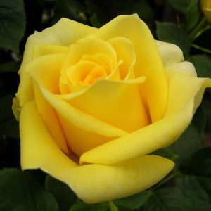 Роза чайно-гибридная Илиос продажа саженцев цены доставка почтой