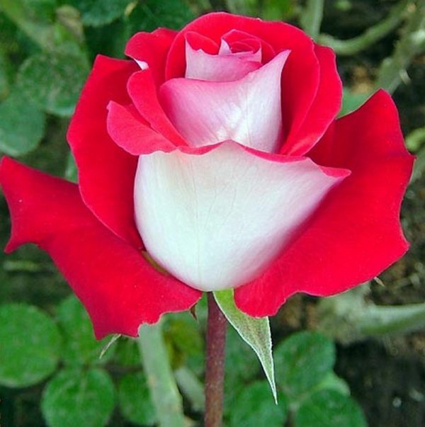 Роза чайно-гибридная Латин леди продажа саженцев розы доставка почтой недорого