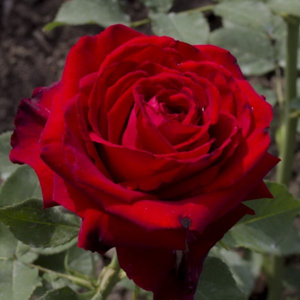Роза чайно-гибридная Лавли Ред купить саженцы розы доставка почтой