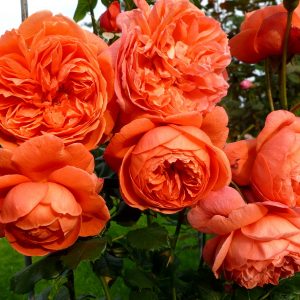 Роза чайно-гибридная Леди Гамильтон купить розы с доставкой Крым Краснодар
