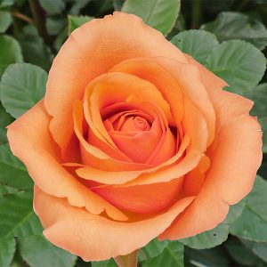 Роза чайно-гибридная Мильва купить саженцы в Крыму розы