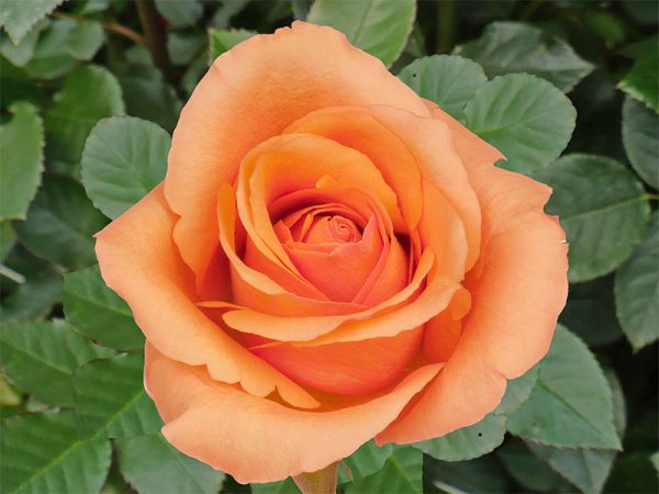 Роза чайно-гибридная Мильва купить саженцы в Крыму розы