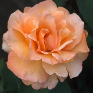 Роза чайно-гибридная Мишаня саженцы розы Крым