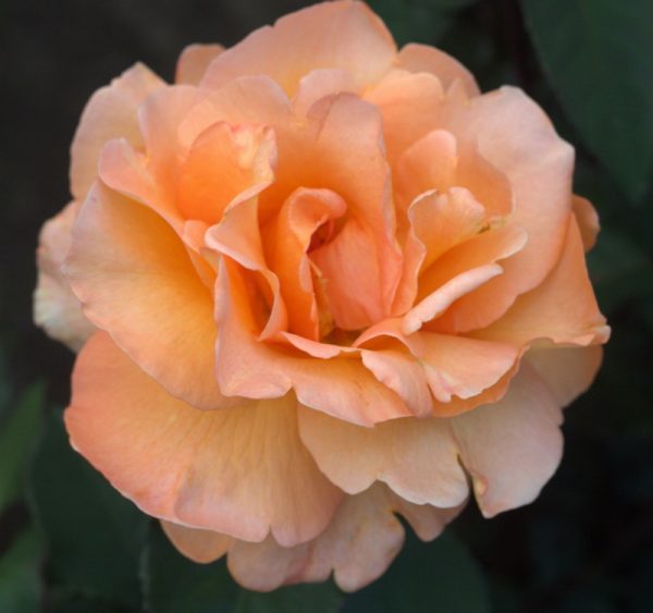 Роза чайно-гибридная Мишаня саженцы розы Крым