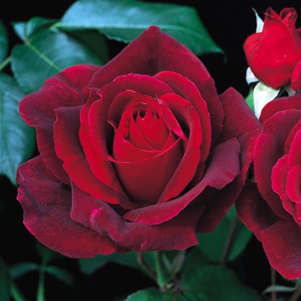 Роза чайно-гибридная Мистер Линкольн саженцы в продаже Крым розы