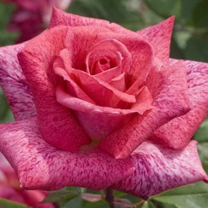 Роза чайно-гибридная Пъер Карден саженцы розы Крым недорого