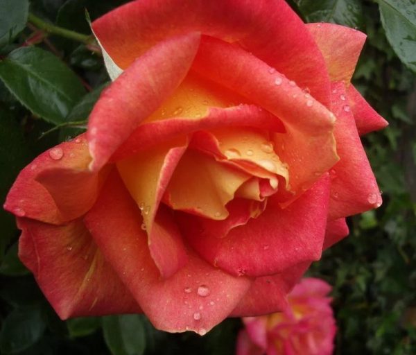 Роза чайно-гибридная Пикадилли купить саженцы розы в Крыму цена