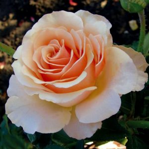 Роза чайно-гибридная Примадонна продажа саженцев в Крыму розы