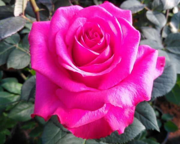 Роза чайно-гибридная Пур Паур цена саженцев Крым розы